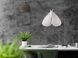Faux Insect Taxidermy Night butterfly // Moth by Atelier Article, White